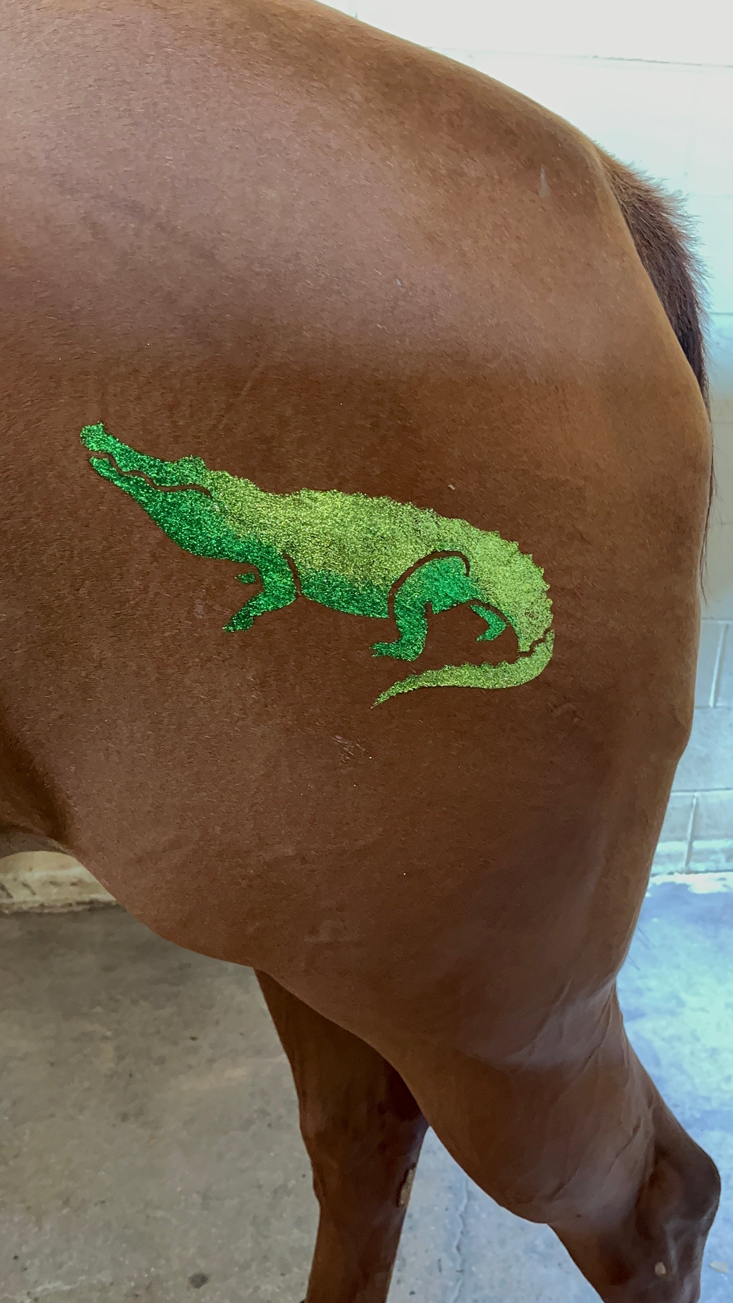 Alligator