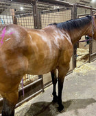 Lightning Bolts Multi