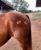 Maple Leaf