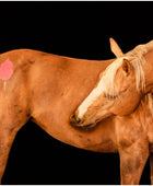 Cotton Candy Minimarx