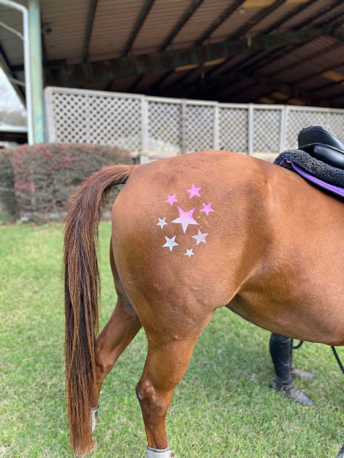 Star Multi