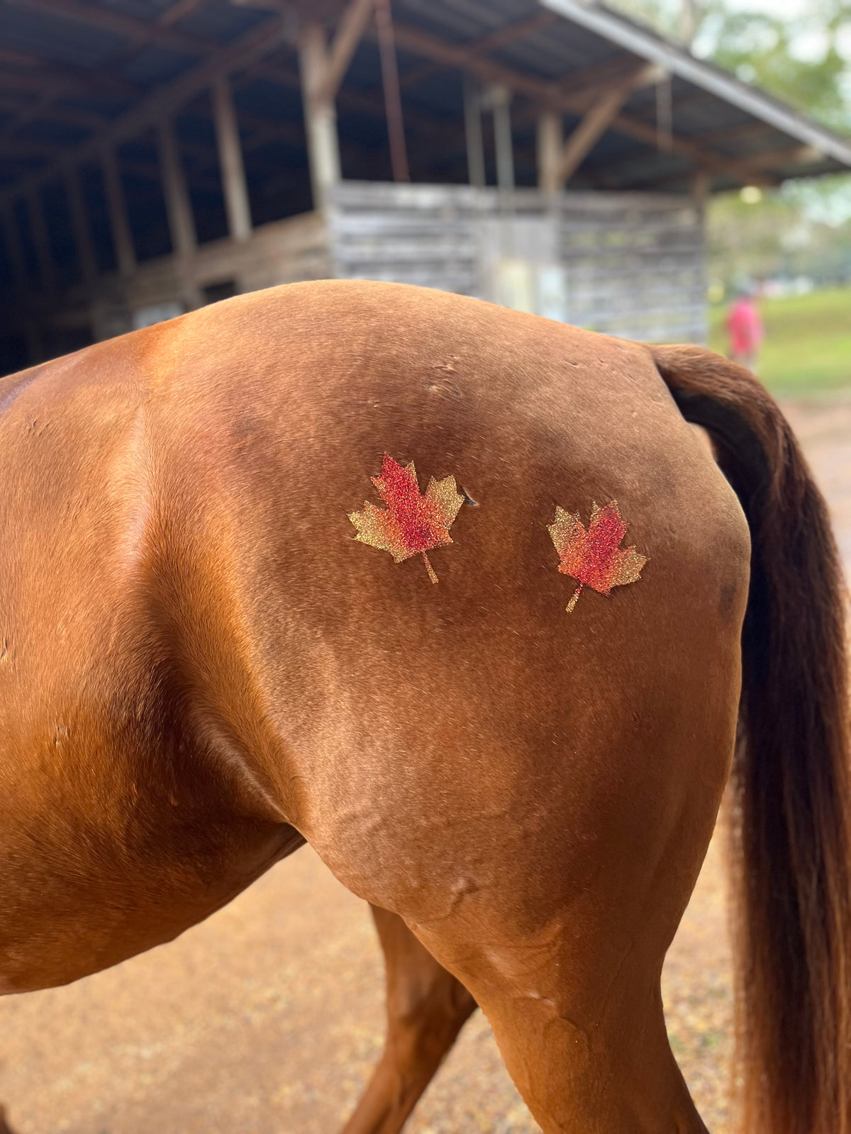 Maple Leaf Minimarx